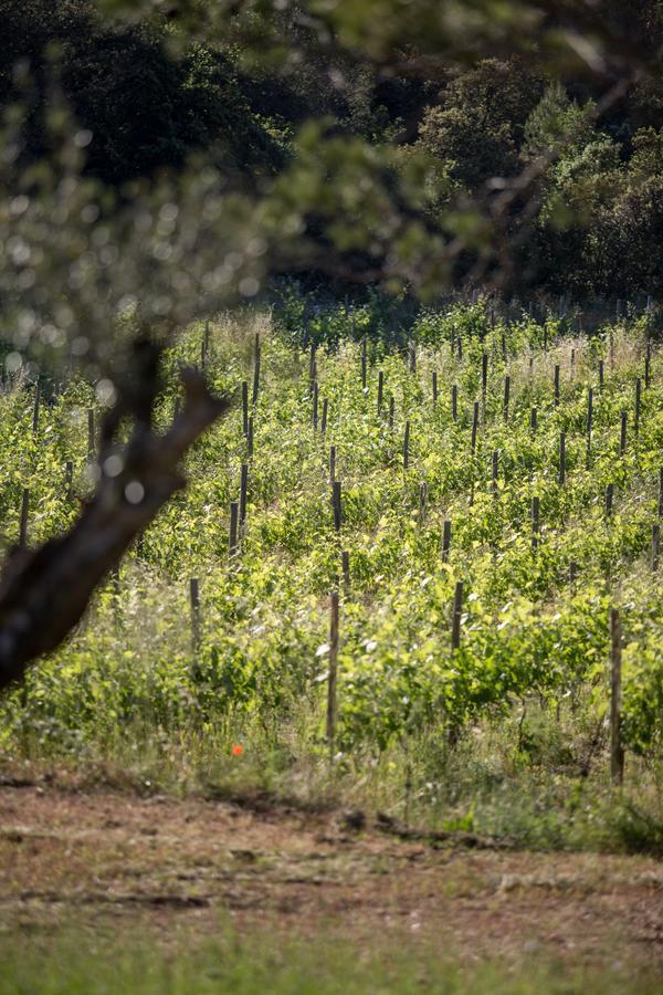 Domaine Monte Verdi Flayosc Extérieur photo