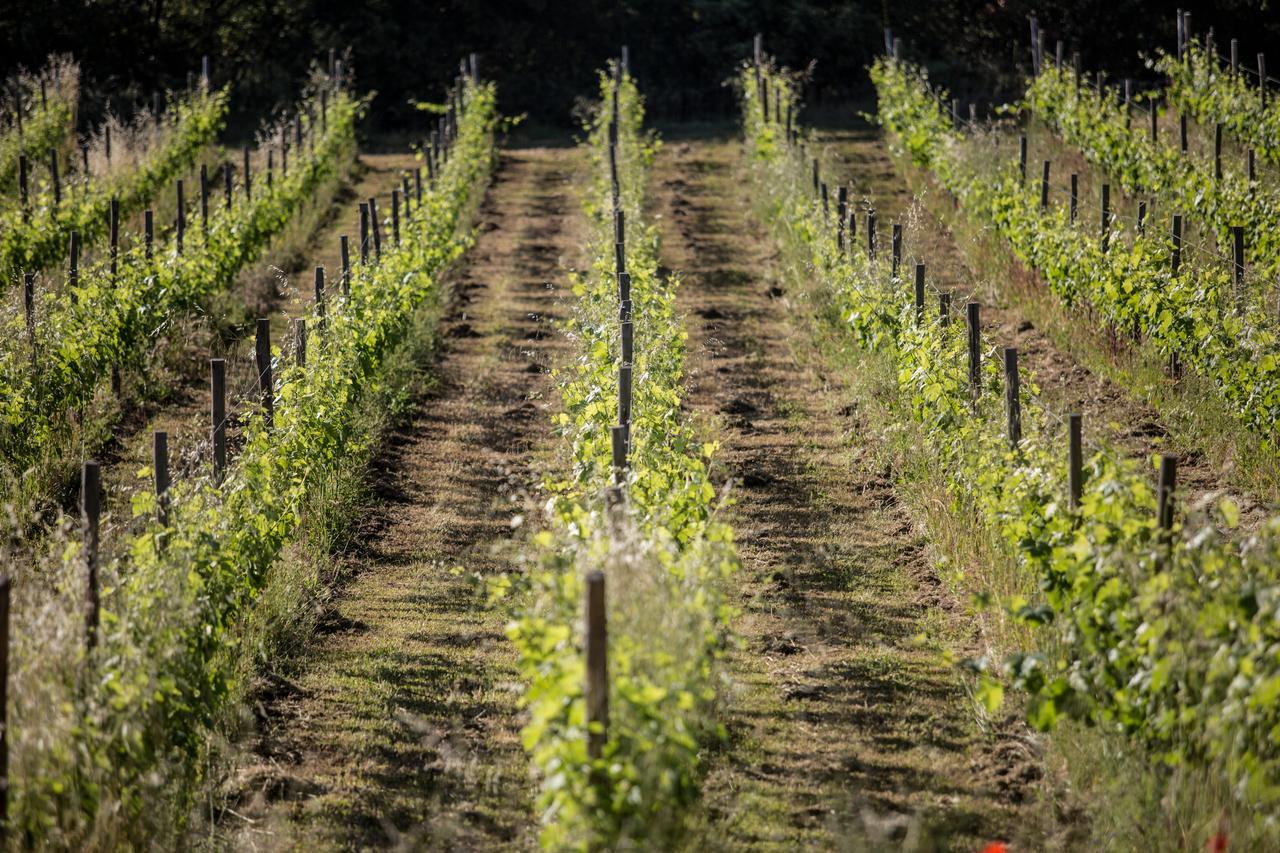 Domaine Monte Verdi Flayosc Extérieur photo